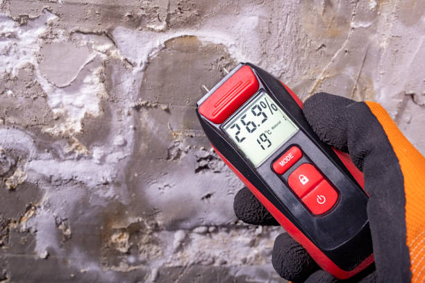Best Mold Removal Near Me  in Rittman, OH
