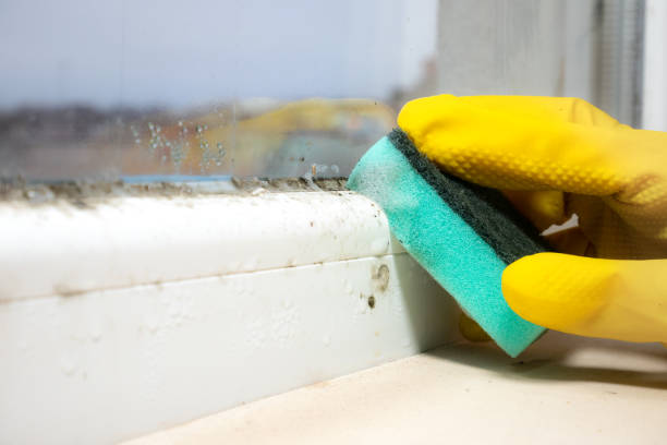 Best Mold Inspection  in Rittman, OH
