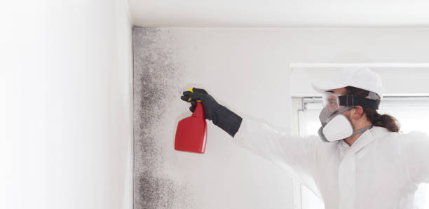 Best Attic Mold Removal  in Rittman, OH