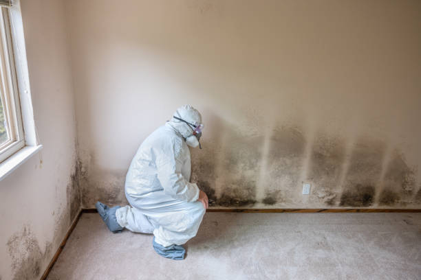 Best Mold Damage Repair  in Rittman, OH