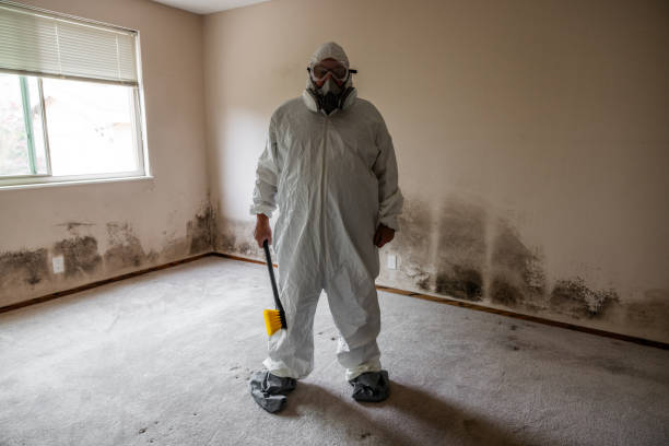 Best Commercial Mold Removal  in Rittman, OH