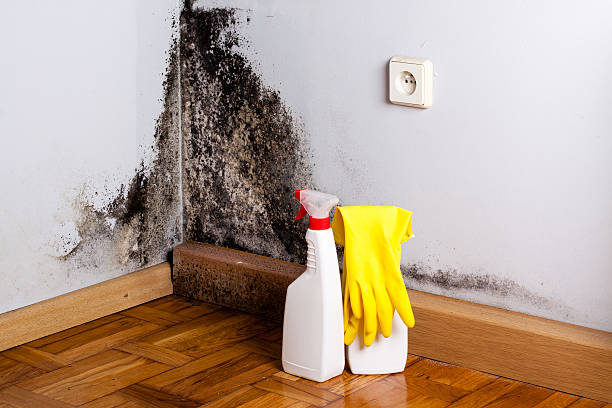 Best Fast Mold Removal  in Rittman, OH