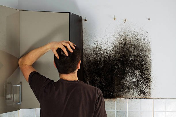 Best Office Mold Removal Services  in Rittman, OH