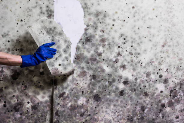 Best Attic Mold Removal  in Rittman, OH