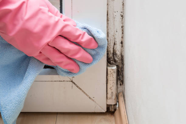 Best Local Mold Removal Service  in Rittman, OH